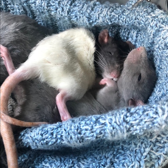 Meet your Posher, Stella - Picture 2 of 8